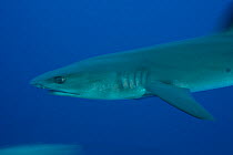 Whitetip reef shark (Triaenodon obesus) West New Britain, Papua New Guinea.