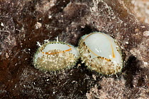 Egg cowries (Erosaria annulus) with their mantles surrounding their shells,  Papua New Guinea.