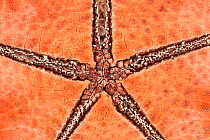 Underside detail of Horned sea star / Chocolate starfish  (Protoreaster nodosus), Papua New Guinea.