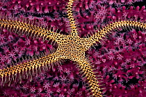 Brittlestar on gorgonian fan coral, Papua New Guinea.