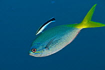 Yellowtail fusilier (Caesio cuning) being cleaned by a Bluestreak cleaner wrasse (Labroides dimidiatus) Papua New Guinea.