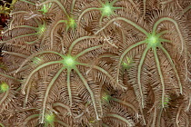 Tree fern soft coral with extended polyps (Clavularia sp) Papua New Guinea.