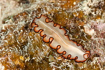 Polyclad flatworm (Maiazoon orsaki) Papua New Guinea