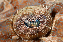 Crocodilefish (Cymbacephalus beauforti) detail of eye, Papua New Guinea.