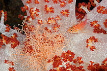 Hawkfish (Cirrhitichthys oxycephalus) and brittlestars on a soft coral (Dendronephthya sp.) New Ireland, Papua New Guinea