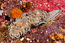 Nudibranch / sea slug (Glossodoris hikuerensis) on coral reef, Papua New Guinea.