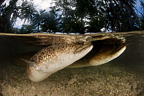 Giant mottled fresh water eels (Anguilla marmorata) in the shallows, split level, New Ireland, Papua New Guinea.
