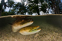 Giant mottled fresh water eels (Anguilla marmorata) in the shallows, split level, New Ireland, Papua New Guinea.