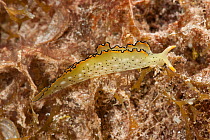 Sap sucking sea slug (Elysia ornata) New Ireland, Papua New Guinea