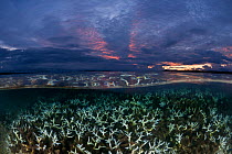 Split level image of shallow bleaching corals at sunset, New Ireland, Papua New Guinea