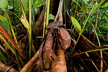 Coconut crab (Birgus latro) climing along root in rainforest, Tetepare Island, Solomon Islands, South Pacific.