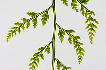 Fern leaf found in the primary rainforests of Kolombangara Island, Solomon Islands.