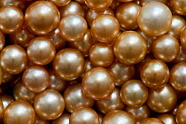 Cultured Golden South Sea pearls of the Pearl oyster (Pinctada maxima) Jewelmer pearls, Philippines