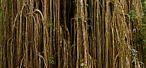 Tendrils and roots of  The Curtain fig tree (Ficus virens) in  Atherton tablelands, Queensland, Australia, composite image
