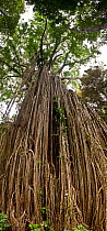 Tendrils and roots of The Curtain fig tree (Ficus virens) in  Atherton tablelands, Queensland, Australia, composite panoramic image