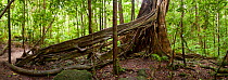 Giant Fig Tree in Daintree NP, Queensland, Australia, January 2009, composite panoramic image