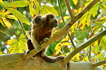 Silvery-brown / Bare-face  / White-footed Tamarin (Saguinus bicolor / leucopus) mother with baby on her back. The basin of rivers Cauca and Magdalena Colombia. Threatened species.