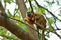 Silvery-brown / Bare-face  / White-footed Tamarin (Saguinus bicolor / leucopus) in canopy with food in its hand. The basin of rivers Cauca and Magdalena, Colombia. Threatened species.