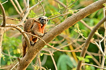 Silvery-brown / Bare-face  / White-footed Tamarin (Saguinus bicolor / leucopus) mother carrying baby on her back. The basin of rivers Cauca and Magdalena, Colombia. Threatened species.