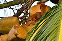 Red-tailed Squirrel (Sciurus granatensis) eating coconut in a Coconut palm (Cocos nucifera) tree. Municipality of Santa Marta, Magdalena Department, Northern Colombia.
