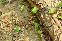 Leafcutter Ants (Atta cephalotes) taking cut leaves back to their nest  for their fungus gardens. Tayrona National Natural Park, municipality of Santa Marta, Magdalena Department, Colombia.