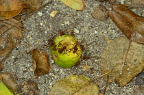 Leafcutter Ants (Atta cephalotes) eating fallen fruit. Tayrona National Natural Park, municipality of Santa Marta, Magdalena Department, Colombia.
