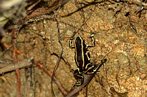 Yellow-striped Arrow-poison Frog (Dendrobates truncatus). Tayrona National Natural Park, municipality of Santa Marta, Magdalena Department, Colombia.