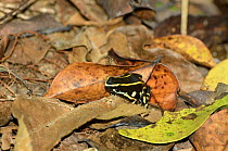 Yellow-striped Arrow-poison Frog (Dendrobates truncatus) in the Caribbean Coastal Tropical Rainforest of Tayrona National Natural Park, municipality of Santa Marta, Magdalena Department, Colombia.