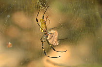 Female Golden Orb-web Spider (Nephila clavipes) consuming a butterfly on her web. The much smaller male of the species is just by the abdomen of the female. Tayrona National Natural Park, municipality...