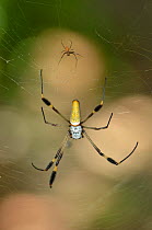 Male (the small spider) and female Golden Orb-web Spider (Nephila clavipes) on their web. Tayrona National Natural Park, municipality of Santa Marta, Magdalena Department, Colombia.