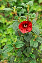 'Sietecueros de Paramos (Tibouchina grossa) spectacular red Melastomataceae flower of the Andean region. Bogota, Cundinamarca department, Colombia.