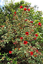 Sietecueros de Paramos (Tibouchina grossa) spectacular red Melastomataceae flower of the Andean region. Bogota, Cundinamarca department, Colombia.