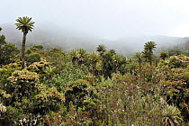 Subalpine Cloud Andean Mountain Forest, Paramo habitat (Andean high altitude fields). Chingaza Natural National Park, municipality of La Calera, Cundinamarca Department, Colombia, 2011.