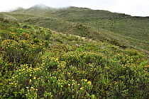 Subalpine Cloud Andean Mountain Forest, Paramo habitat (Andean high altitude fields). Chingaza Natural National Park, municipality of La Calera, Cundinamarca Department, Colombia, 2011.