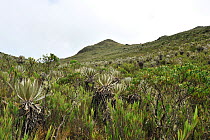 The 3,500 metre altitude Paramo (Andean high altitude fields). Chingaza Natural National Park, municipality of La Calera, Cundinamarca Department, Colombia, 2011.