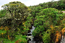 A Quebrada, small watercourse in Paramo habitat, the Andean high altitude fields. Chingaza Natural National Park, municipality of La Calera, Cundinamarca Department, Colombia, 2011.