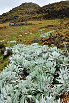 'Frailejon plateado' (Espeletia argentea) plant of Paramo habitat - Andean high altitude fields. Chingaza Natural National Park, municipality of La Calera, Cundinamarca Department, Colombia.