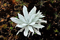 'Frailejon plateado' (Espeletia argentea) plant of Paramo habitat- Andean high altitude fields. Chingaza Natural National Park, municipality of La Calera, Cundinamarca Department, Colombia.