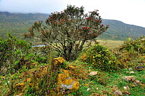 'Sietecueros de poramo' / 'Nazareno' / 'Doradito' (Tibouchina grossa) small tree of Paramo habitat Andean high altitude fields. Chingaza Natural National Park, municipality of La Calera, Cundinamarca...