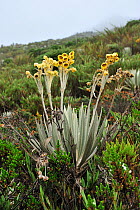Yellow 'Frailejon' (Espeletia grandiflora) in flower. Plant of Paramo habitat (Andean high altitude fields). Chingaza Natural National Park, municipality of La Calera, Cundinamarca Department, Colombi...