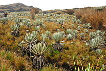 A field of Yellow 'Frailejon' (Espeletia grandiflora)  Paramo habitat (Andean high altitude fields). Chingaza Natural National Park, municipality of La Calera, Cundinamarca Department, Colombia.