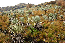 A field of Yellow 'Frailejon' (Espeletia grandiflora). Vegetation of Paramo habitat (Andean high altitude fields). Chingaza Natural National Park, municipality of La Calera, Cundinamarca Department, C...