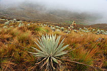 Yellow 'Frailejon' (Espeletia grandiflora). Vegetation of Paramo habitat (Andean high altitude fields) Chingaza Natural National Park, municipality of La Calera, Cundinamarca Department, Colombia.