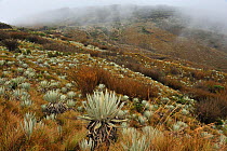 A field of Yellow 'Frailejon' (Espeletia grandiflora).  Paramo habitat (Andean high altitude fields) Chingaza Natural National Park, municipality of La Calera, Cundinamarca Department, Colombia.