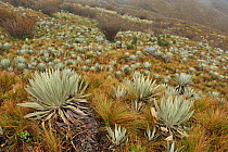 A field of Yellow 'Frailejon' (Espeletia grandiflora)Paramo habitat (Andean high altitude fields). Chingaza Natural National Park, municipality of La Calera, Cundinamarca Department, Colombia.