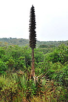 Bromeliad (Puya santosii) Paramo habitat, Andean high altitude fields. Chingaza Natural National Park, municipality of La Calera, Cundinamarca Department, Colombia.