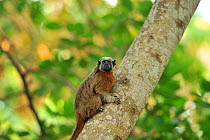 Portrait of a Silvery-brown Bare-face Tamarin, or White-footed Tamarin (Saguinus leucopus) on a tree trunk. Endangered species. The basin of rivers Cauca and Magdalena, Colombia.