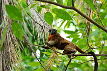 Silvery-brown Bare-face Tamarin / White-footed Tamarin (Saguinus leucopus) climbing in canopy. Endangered species. The basin of rivers Cauca and Magdalena, Colombia.