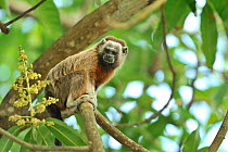 Silvery-brown Bare-face Tamarin, or White-footed Tamarin (Saguinus leucopus) in canopy. Endangered species. The basin of rivers Cauca and Magdalena, Colombia.