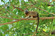 Silvery-brown Bare-face Tamarin / White-footed Tamarin (Saguinus leucopus) in canopy. Endangered species. The basin of rivers Cauca and Magdalena, Colombia.
